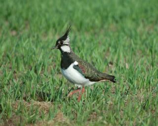 Lapwing